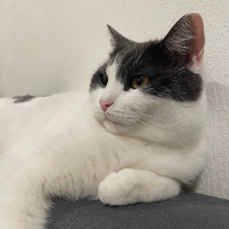 Котик Лео вернулся домой

Небольшая, но приятная новость: кот Лео снова с хозяевами.

Ранее владельц