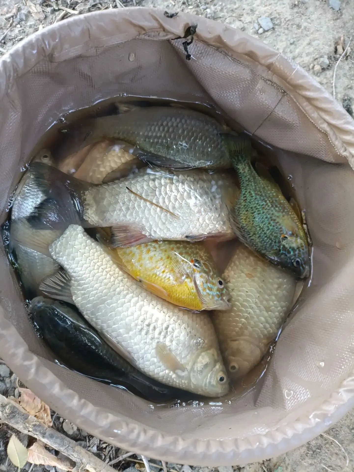 🎣 Улов от подписчика