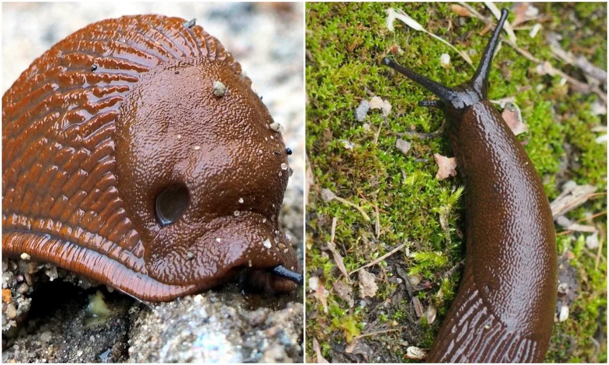 ‼️🐌 «Брюхоногие пришельцы». В Петрозаводске обнаружили огромных слизней: опасны ли они для человека