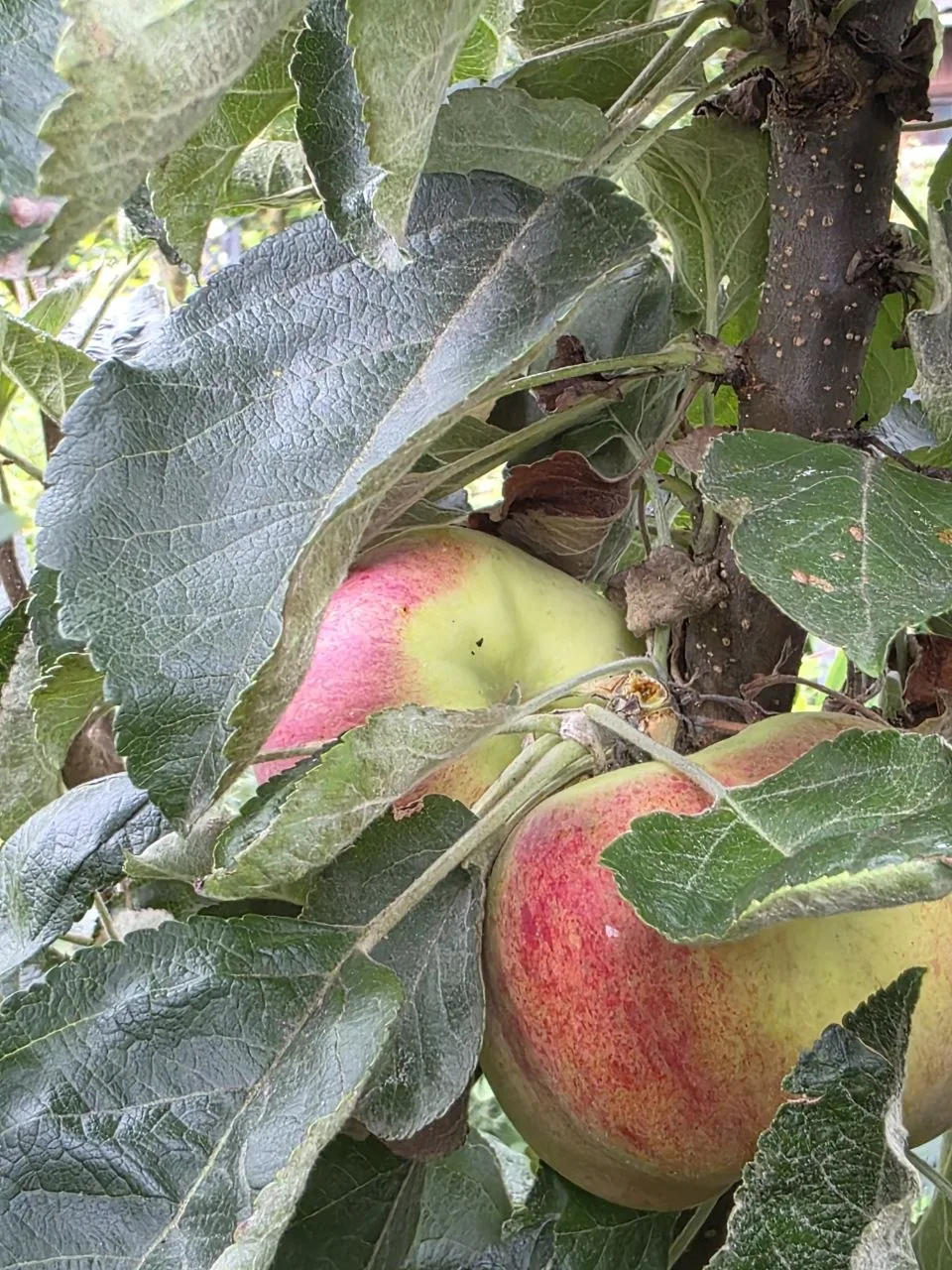 Колонновидные яблони моего сада.