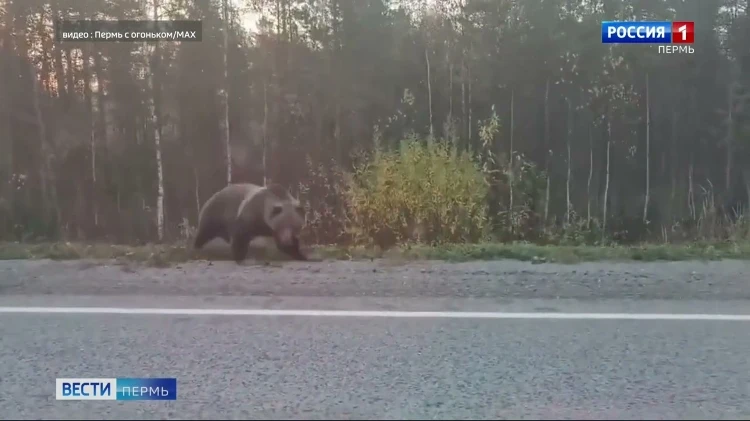 В Прикамье зафиксирован новый случай выхода медведя к людям