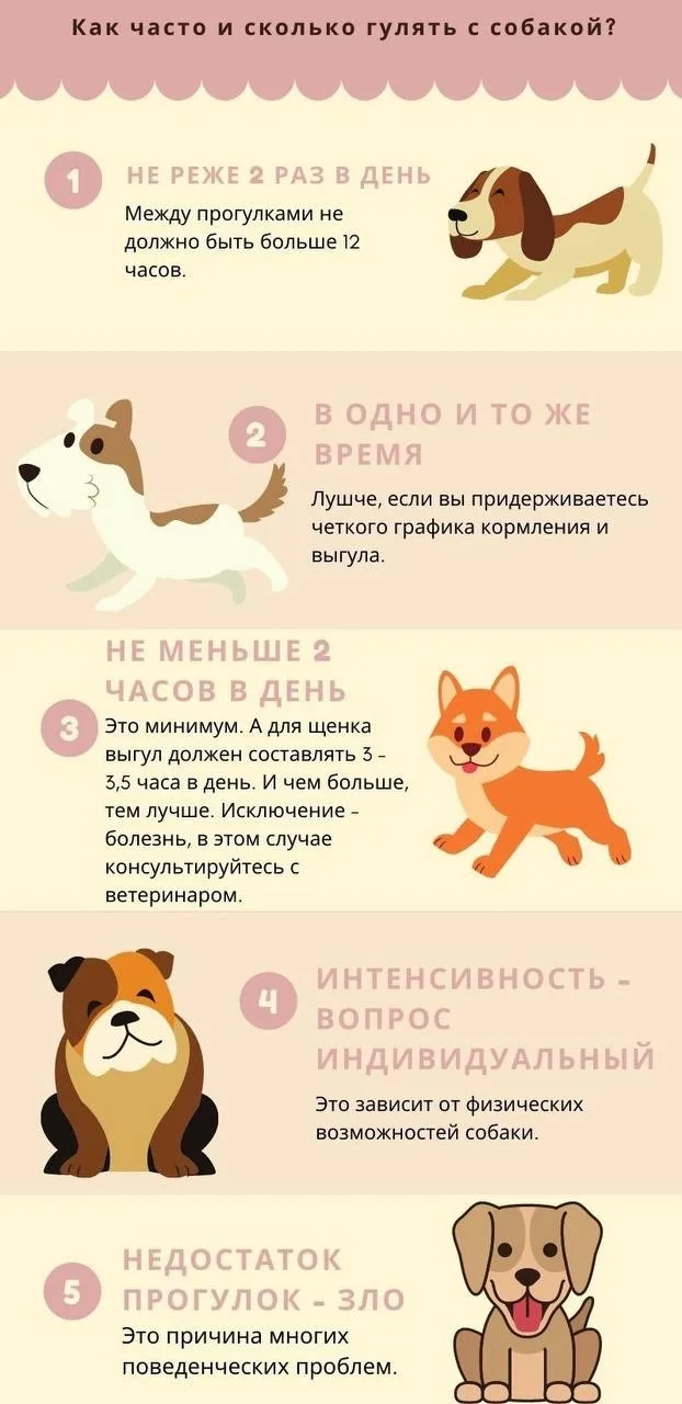 🐾Прогулки с собакой приносят значительную пользу для её физического, психологического ...