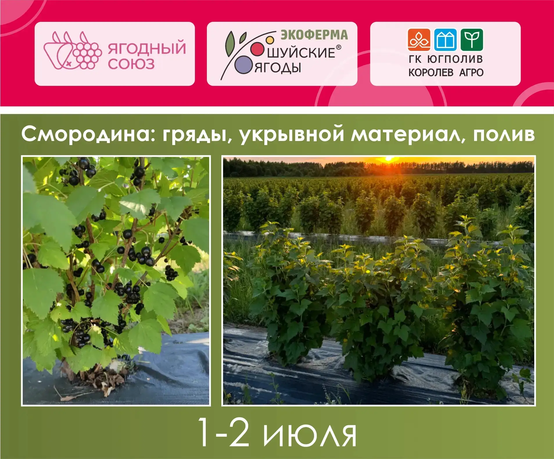 Смородина на грядах — это дорого или выгодно?