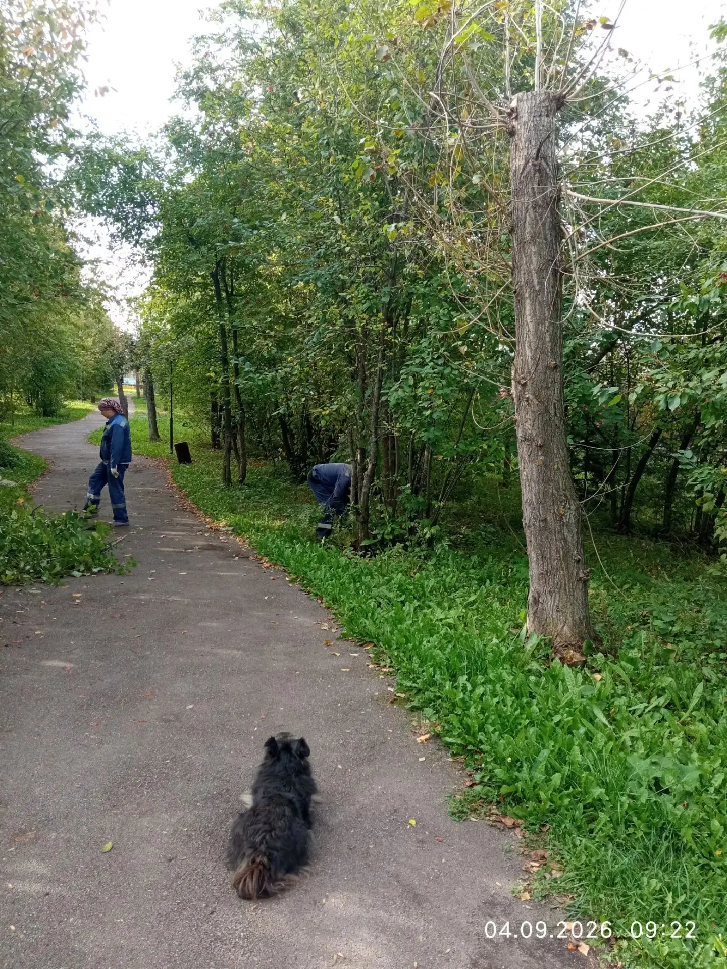 В сквере коттеджного посёлка "Михайловка Green" сотрудники управляющей компании готовят...