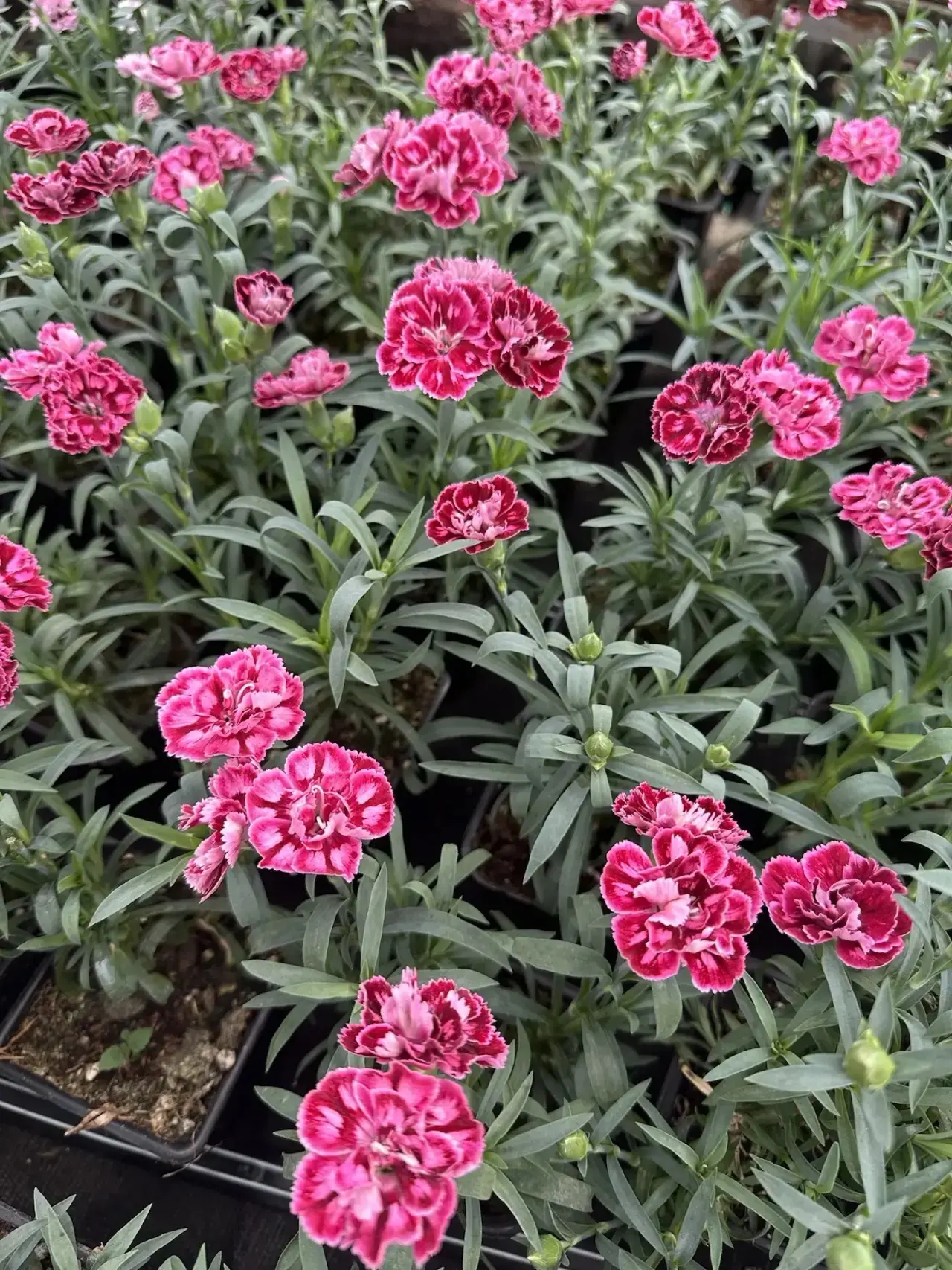 🌸 Гвоздика перистая и махровая — нежность в каждом лепестке! 🌸