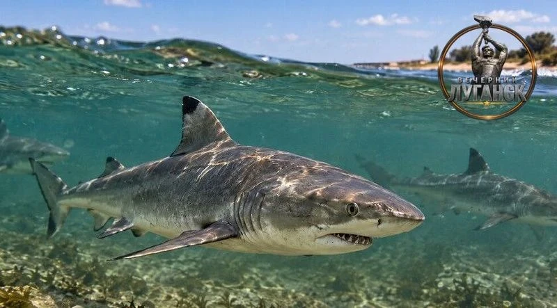 Акулы появились в Азовском море на фоне рекордной солености