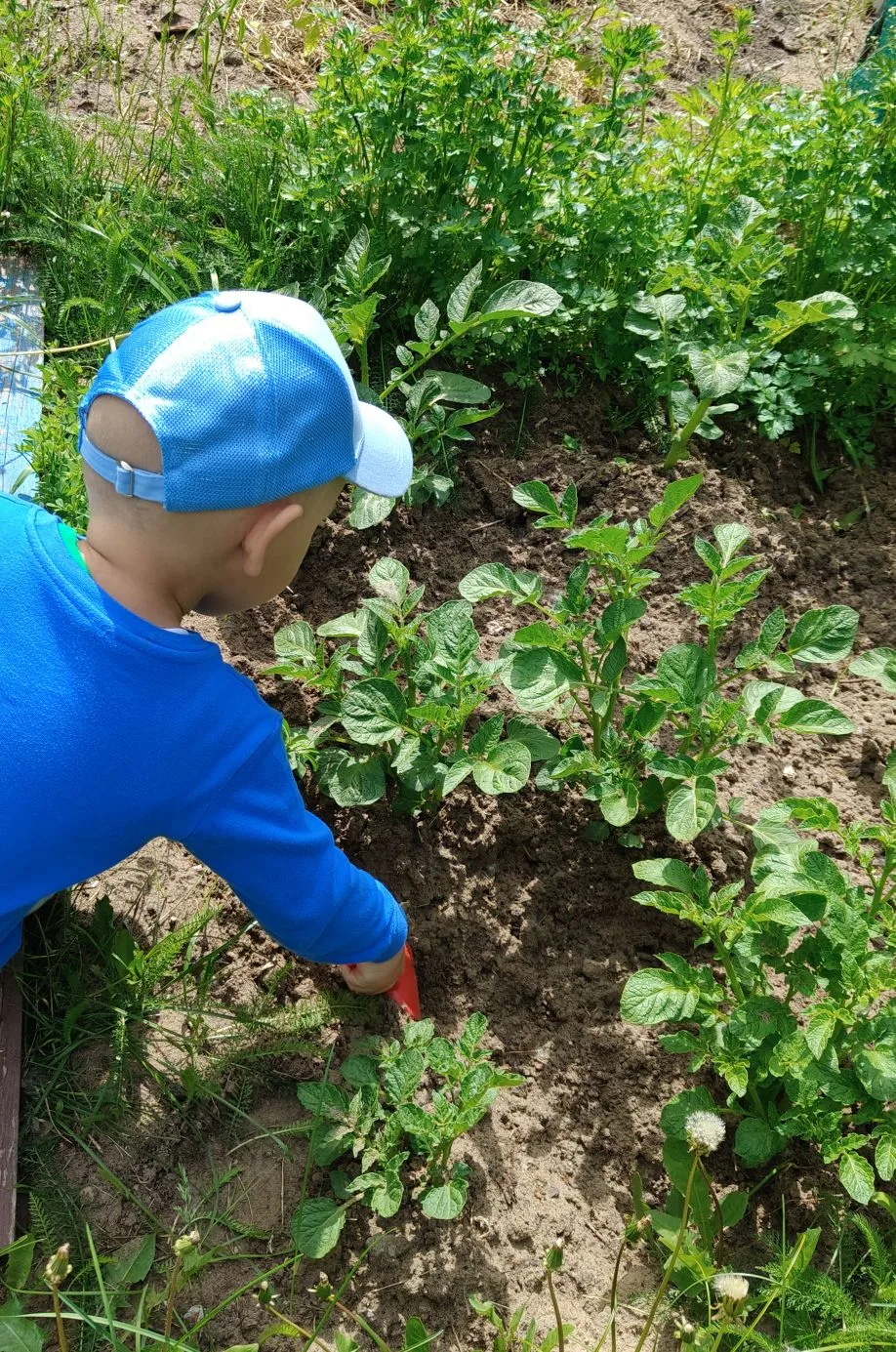 Посадили огород, посмотрите, что растёт.