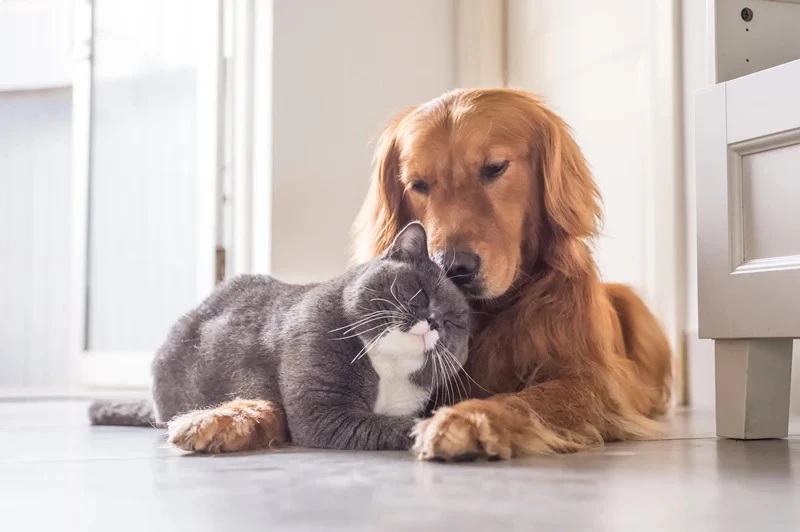 🐱 В России готовят к испытаниям первые вакцины от аллергии на кошек и собак. 

Также в лаборатории 