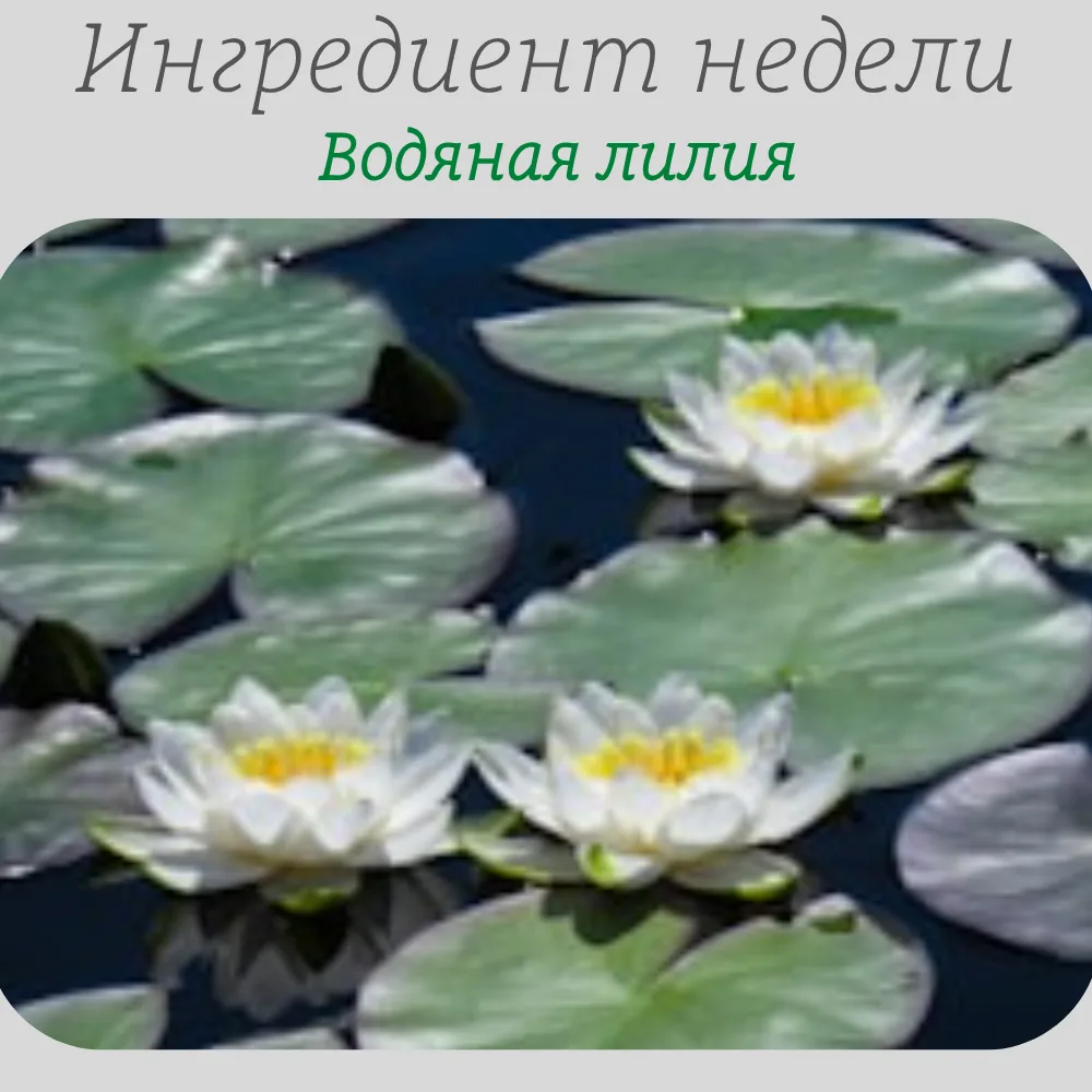 Водяная лилия 🌸✨