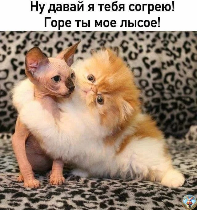 Картинки для настроения😊 | Юмор