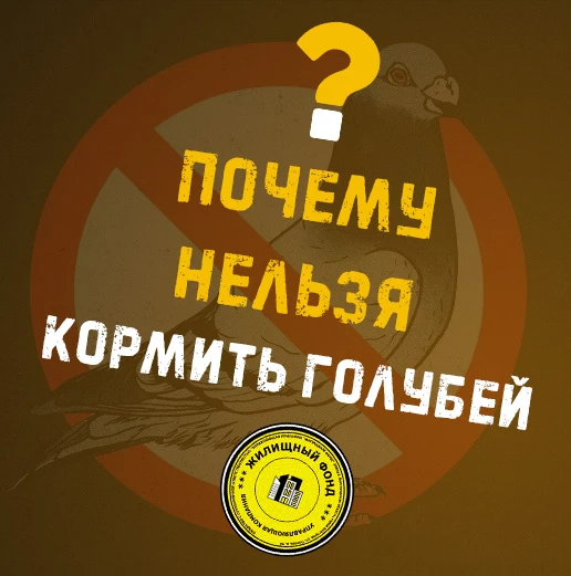 👉Кормить голубей может иметь несколько негативных последствий:

🟡  Распространение болезней 
Голуб