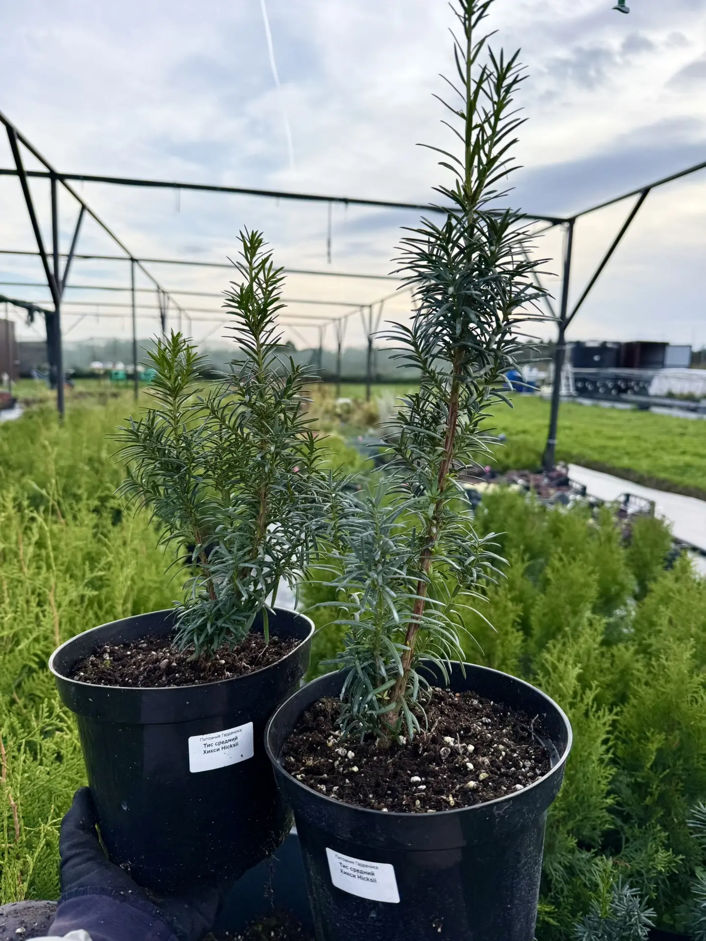 ТИС средний Хикси🌱