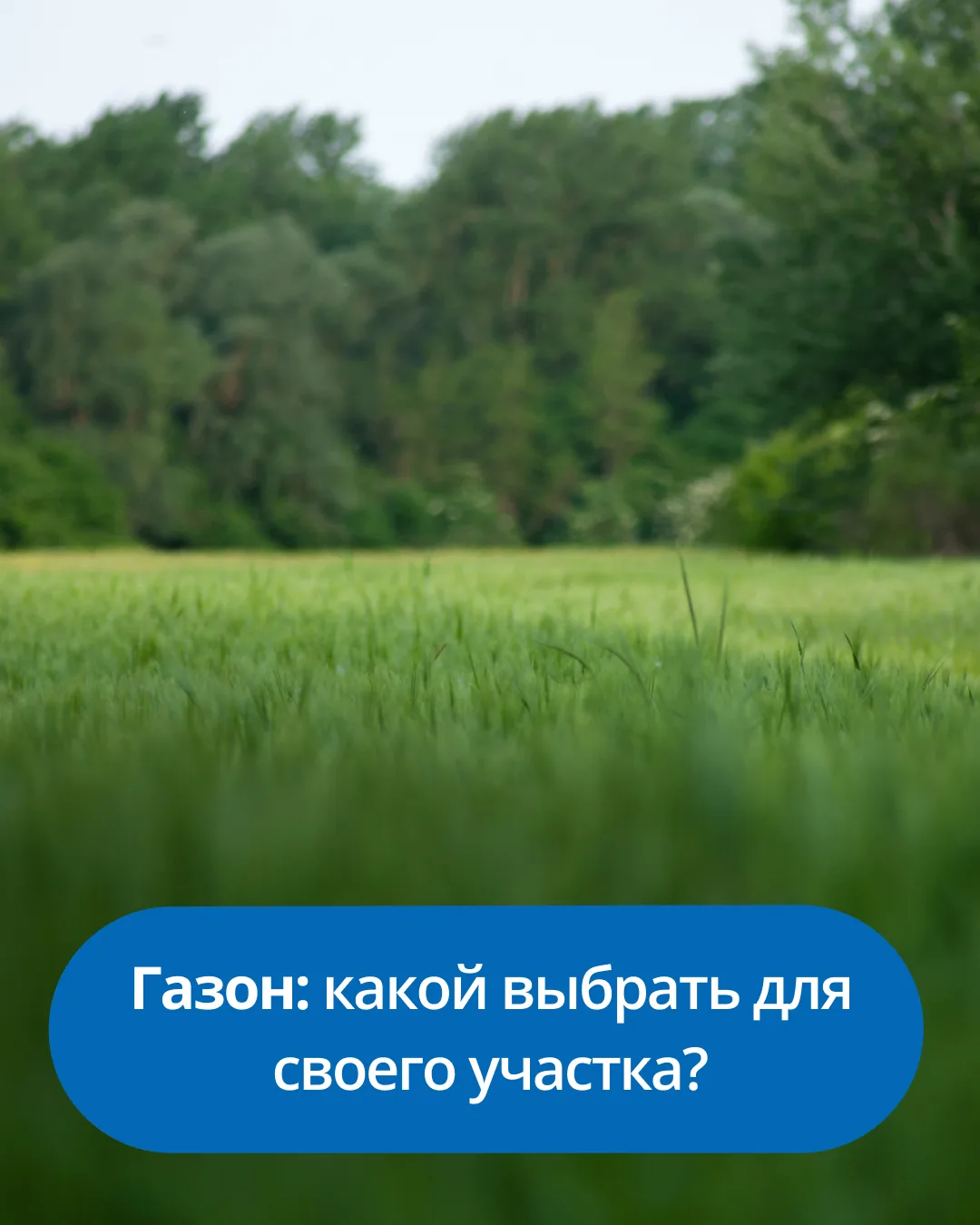 🌱 Газон: какой выбрать для своего участка?