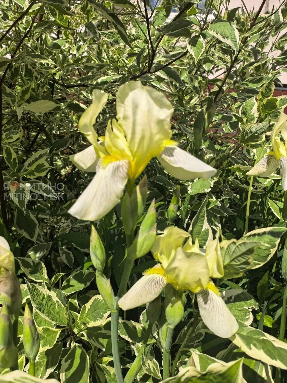 Природа стремится в лето!🌸🌼💮  ⛈Красота среди городской суеты в ожидании затяжных дождей (Дожди будут