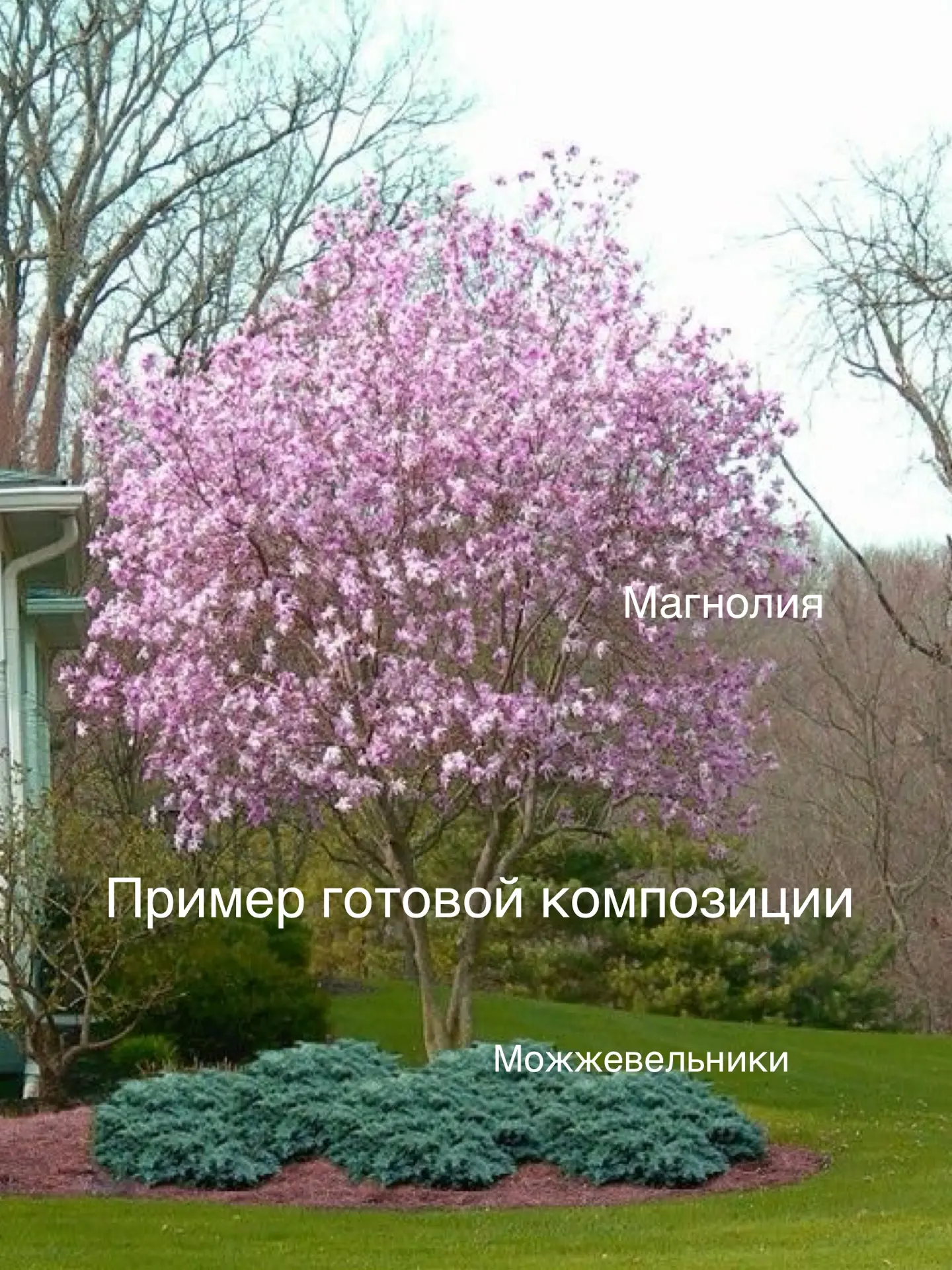 5 заблуждений о магнолии и почему вы зря её боитесь!   Середина зимы и самое время вспомнить о самых