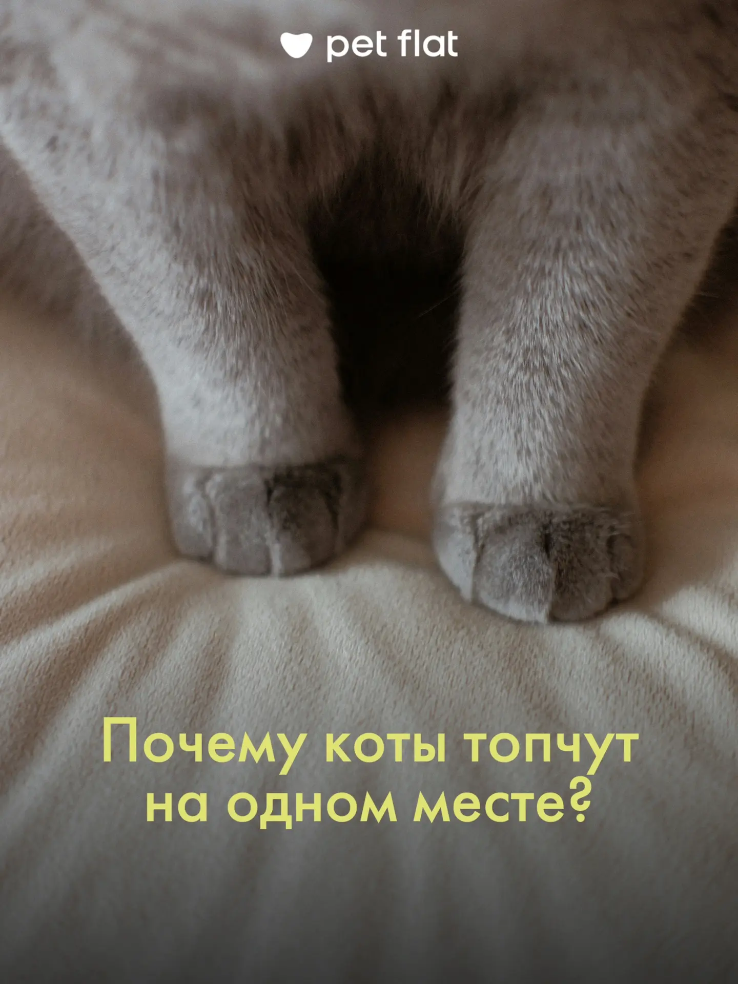 А ваш котик топчет лапками на одном месте? 🐾