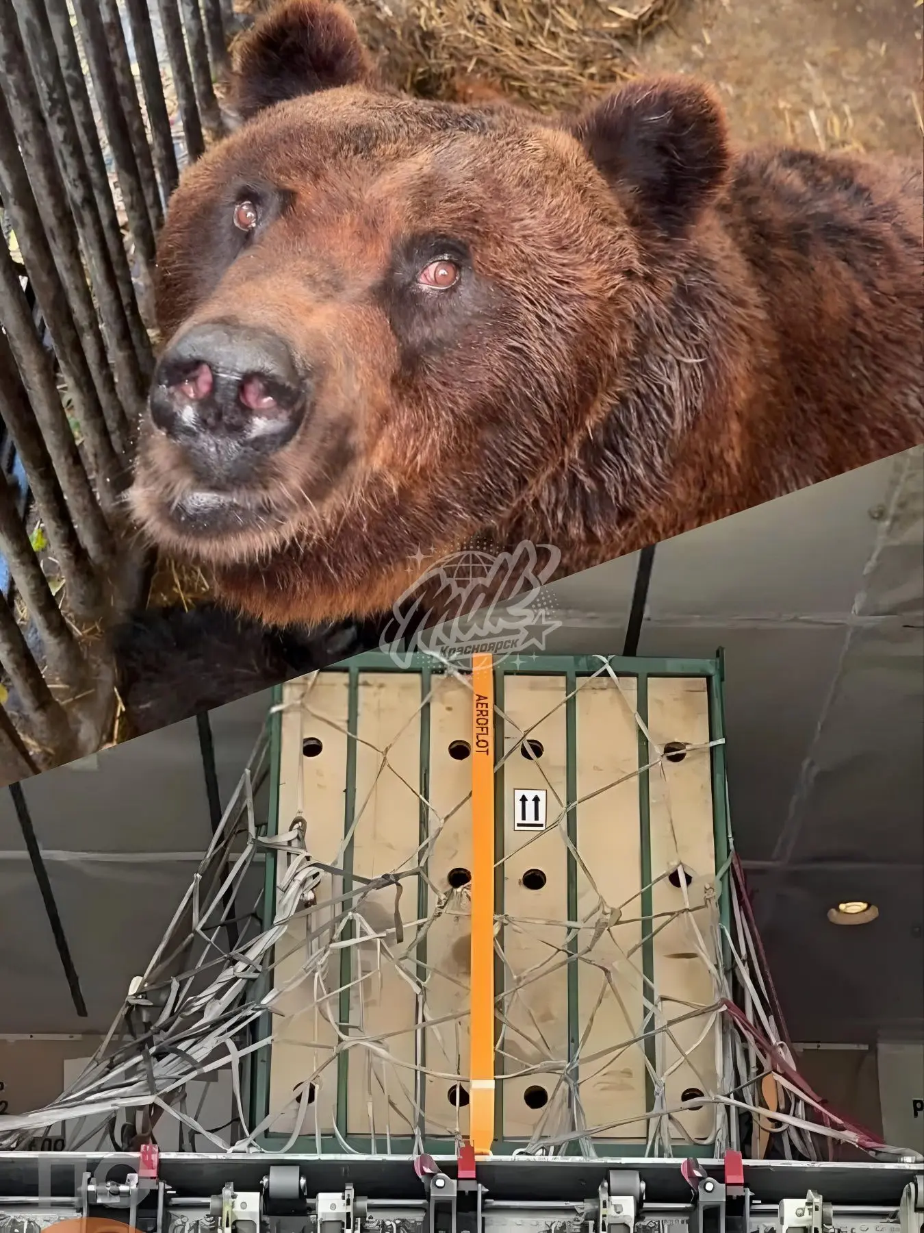 🐻 Хорошие новости!

Медведь Кузя благополучно пригнал самолётом из Красноярска в Москву. Перелёт он