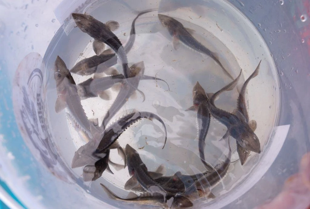 🐟 Возвращение легенды: в Обское водохранилище выпустят краснокнижного сибирского осетра!
