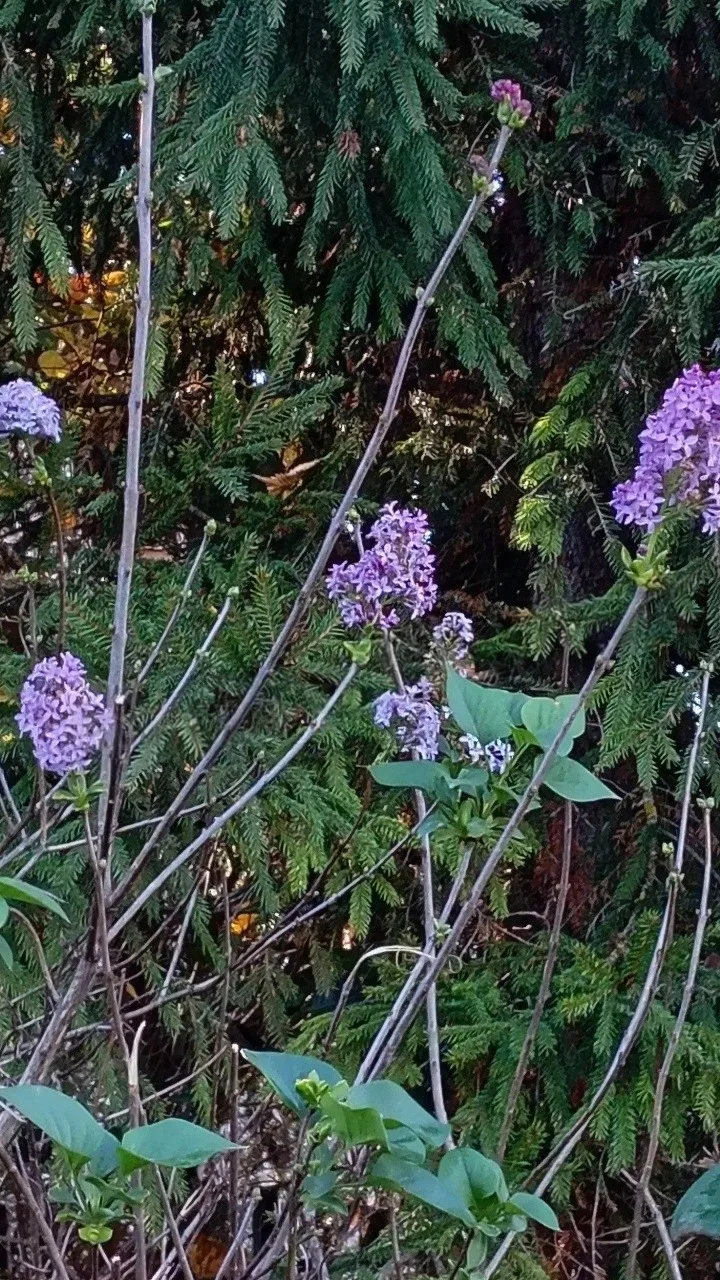 🌸 Осенью в Лениногорске распустилась сирень