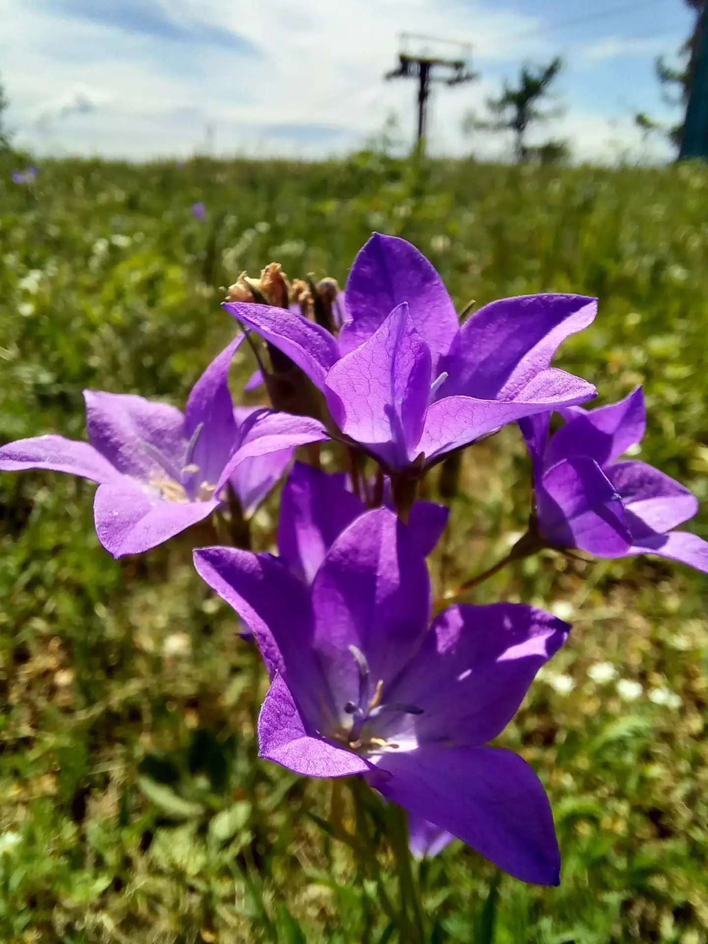 Цветы на Вишневых горах в Челябинской области🌺

Сочные кадры от Татьяны Исаевой👀

Источник: https: