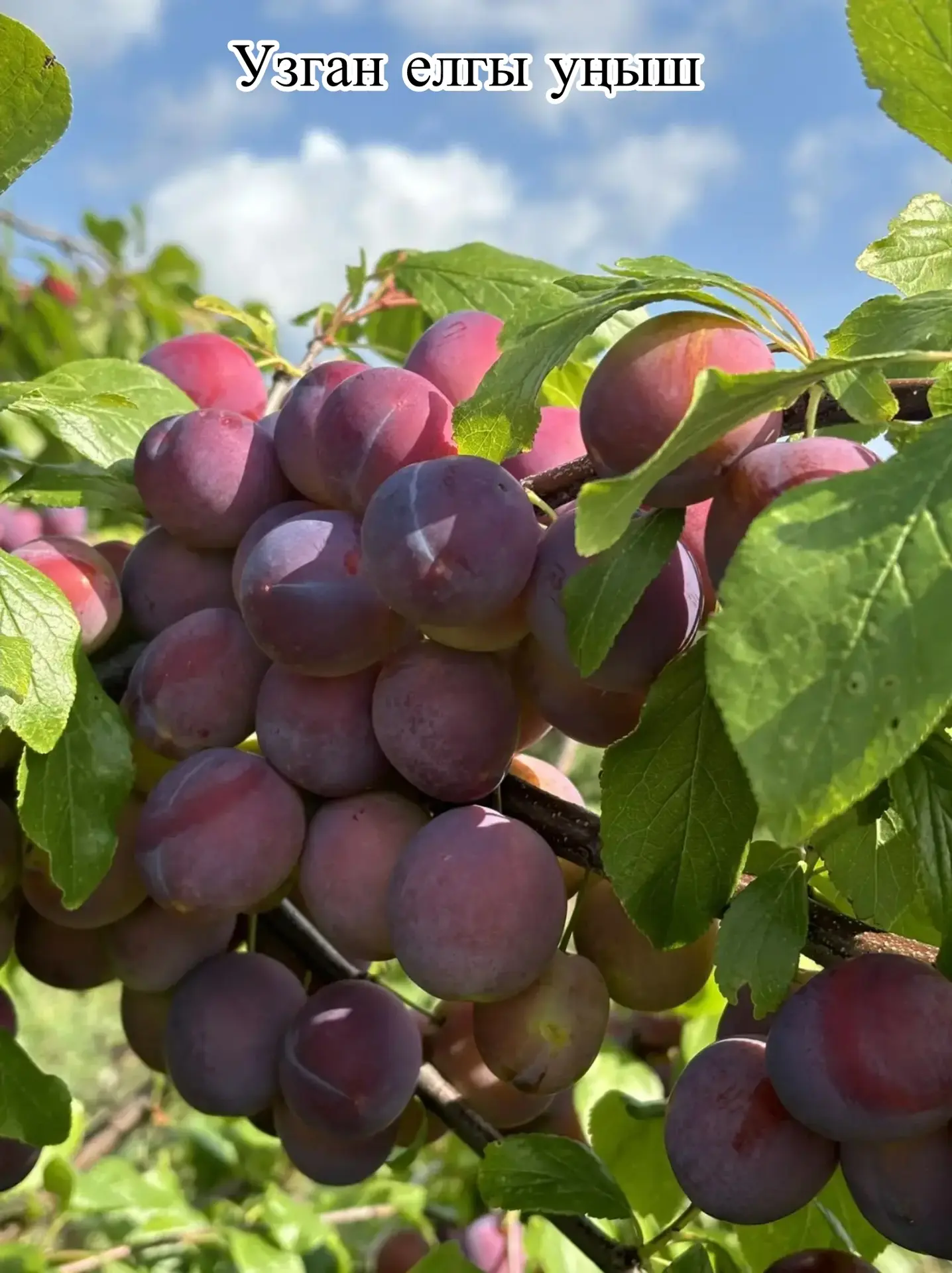 Менә слива 🍈киресенчә юк быел безнең якларда. Узган ел агачы сыгылып тора иде🔥