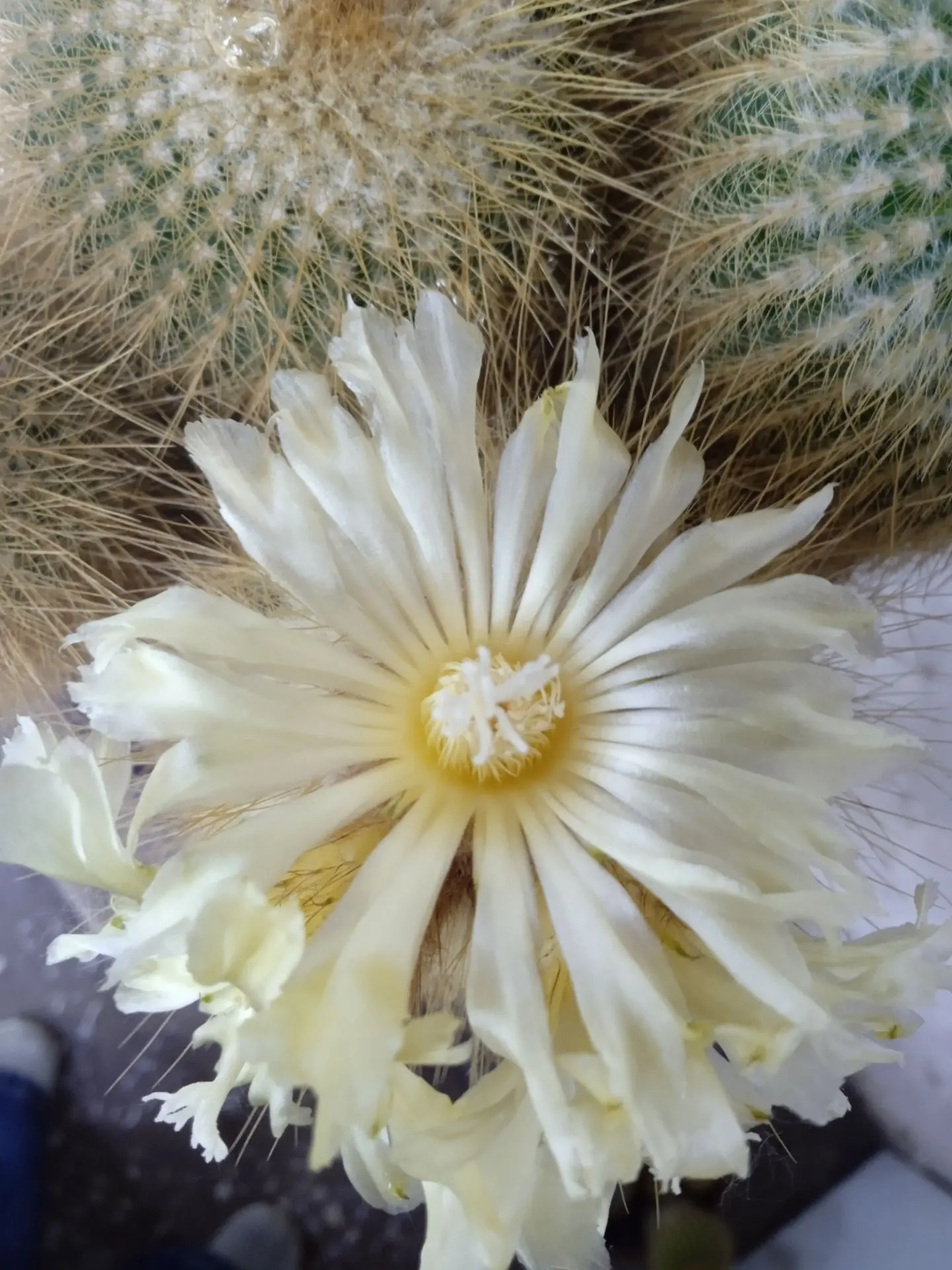 🌵Для чего вам нужен дома кактус? 

🌺Кроме того что они очень разнообразны: есть шаровидные, вытяну