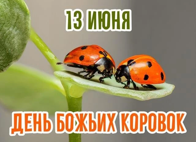 День божьих коровок — неофициальный, но очень добрый праздник, который отмечается ежегодно 13 июня. 