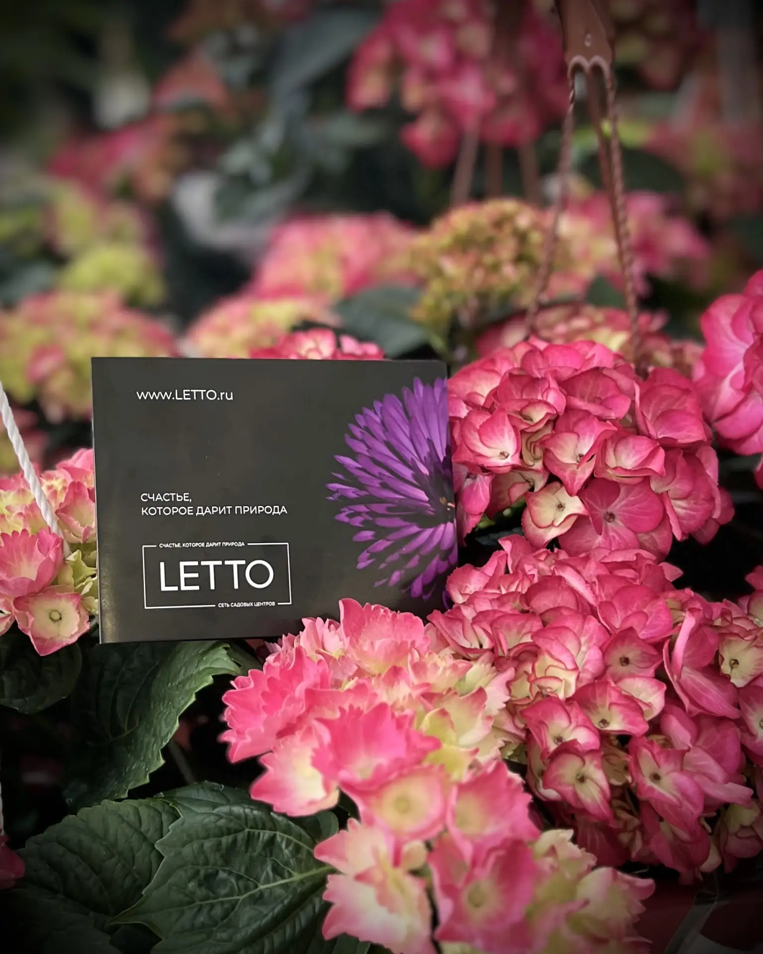 РОЗЫГРЫВАЕМ СЕРТИФИКАТ LETTO НА 3000₽!