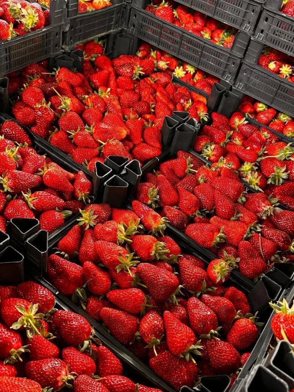 Клубника Азербайджан 🍓