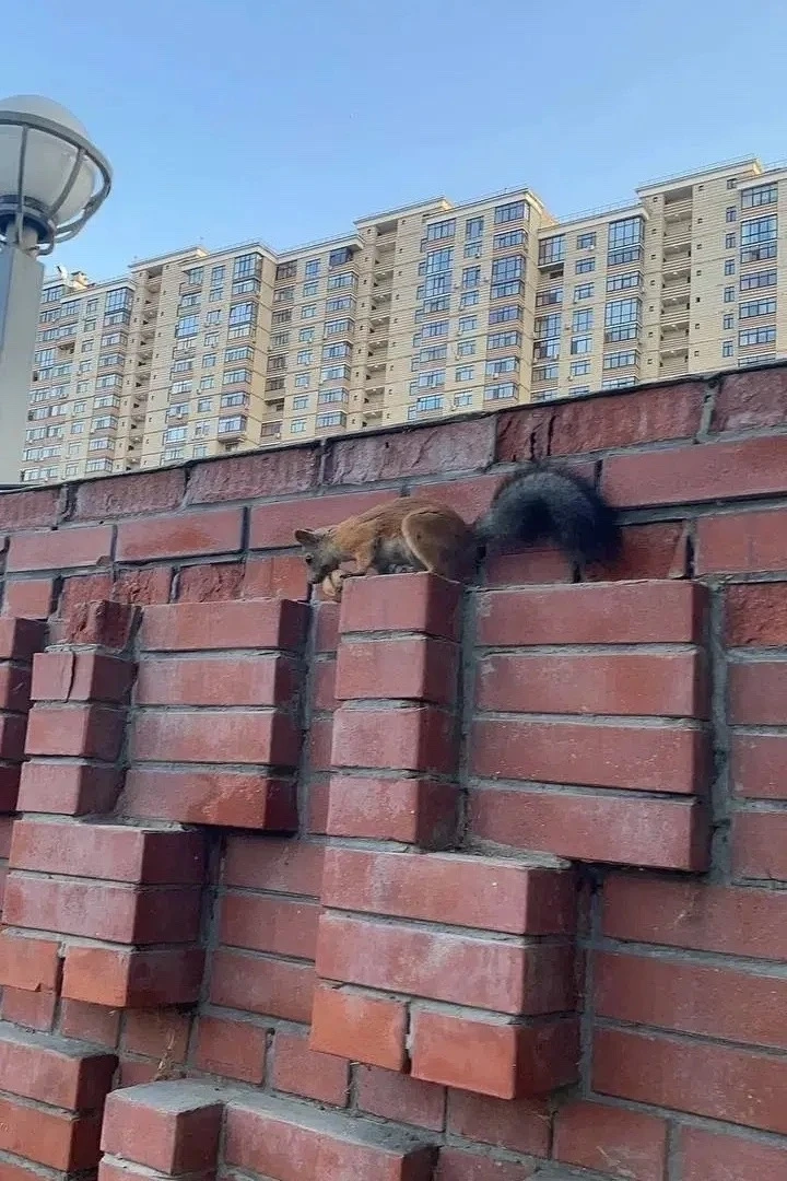 Утренняя встреча с белкой подарила тюменцам немного тепла и радости 🐿️