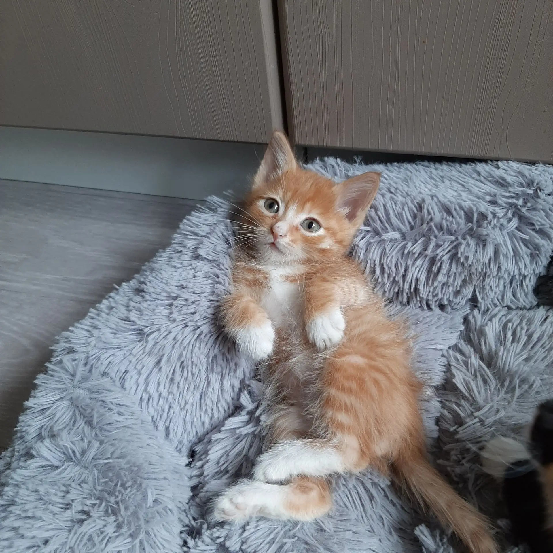 Малыши в поисках дома 🏠🏡и самой лучшей семьи ❤ 
Рыжий мальчик , " черепаховая " девочка.
Умненькие