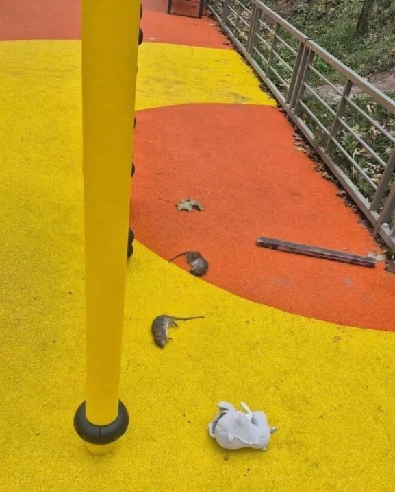 😱 В Дрожжино после травли мышей началось то, чего меньше всего хотелось бы видеть рядо...