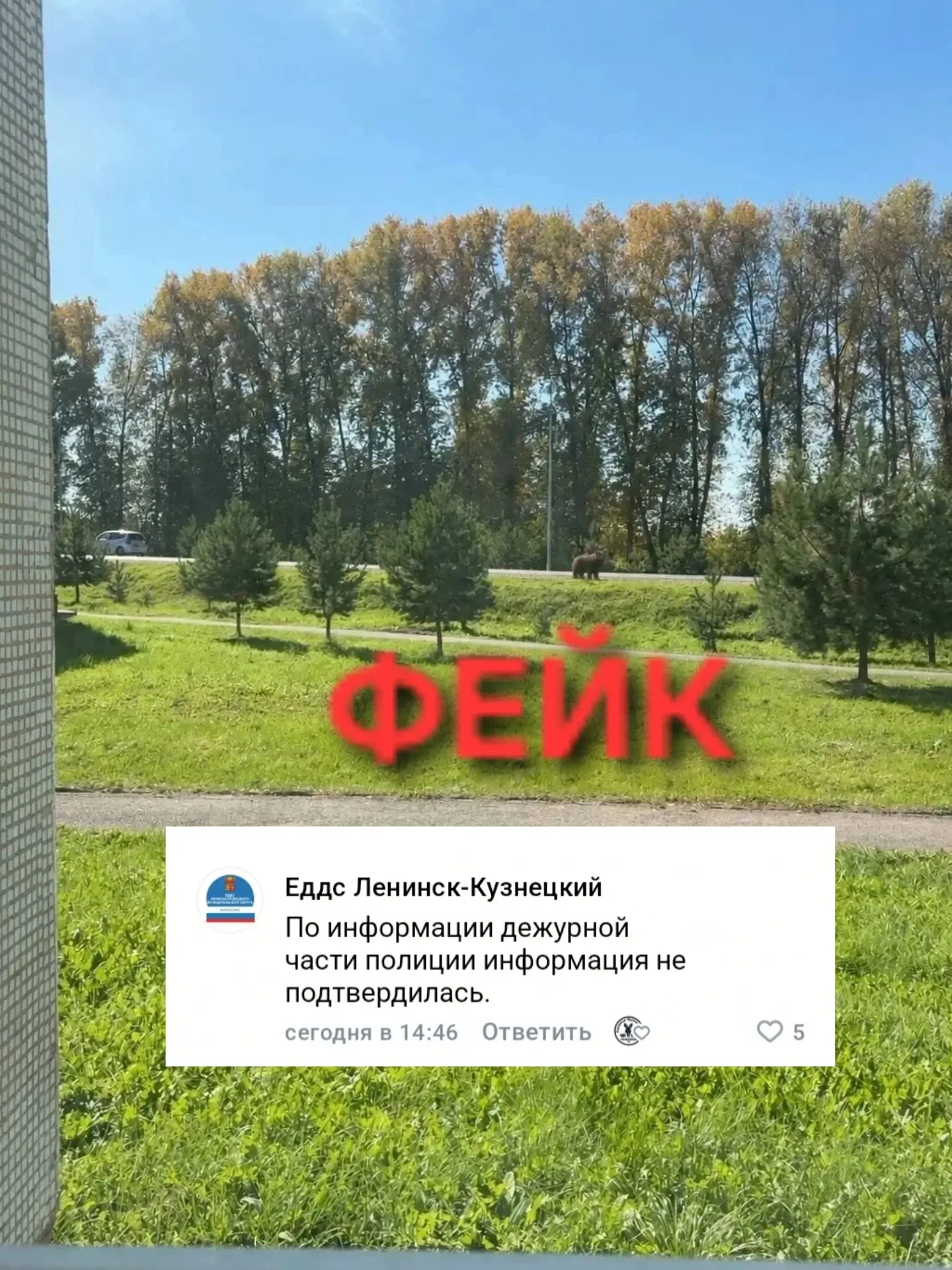 Без паники, в Полысаево нет медведя, информация не подтвердилась, об этом сообщает поли...