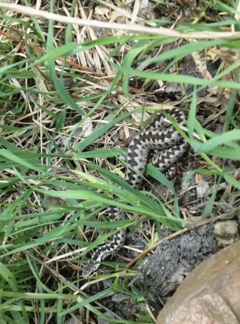 🐍 Нижегородцы, будьте осторожны на участках и во время отдыха на природе.

Мужчина косил траву, ког