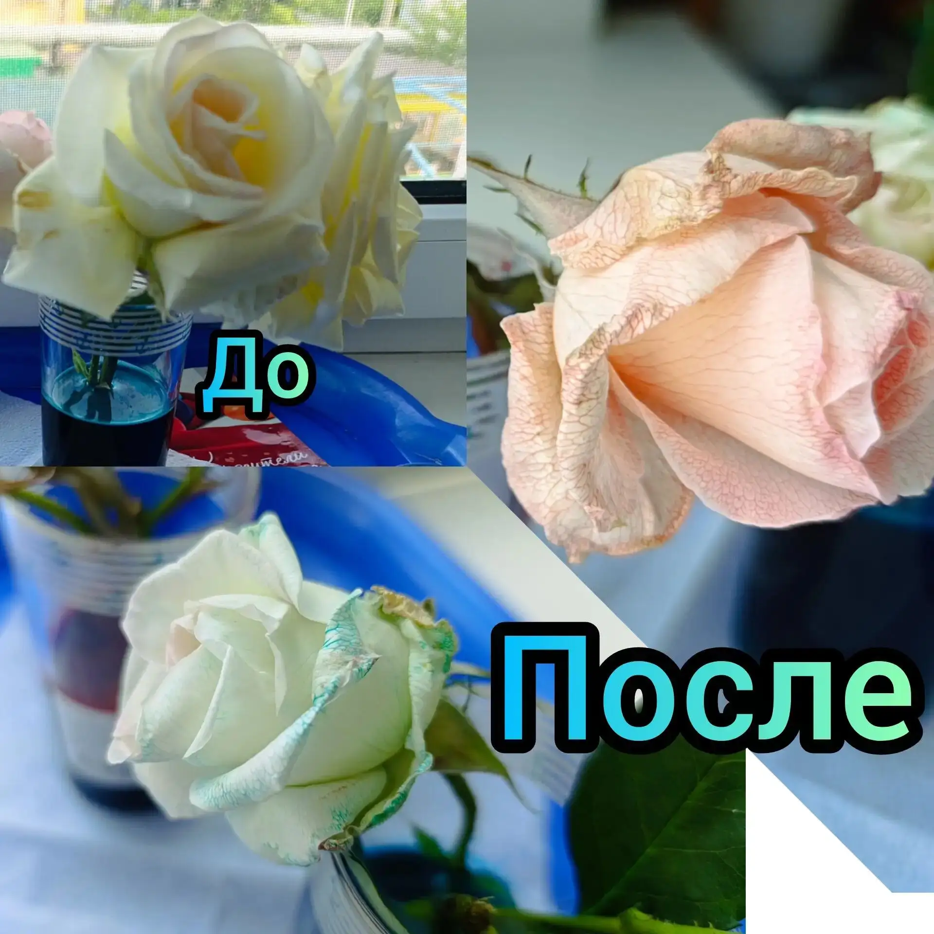 В преддверии Дня эколога воспитатель Ляпина Александра Сергеевна провела с воспитанниками группы "Ал