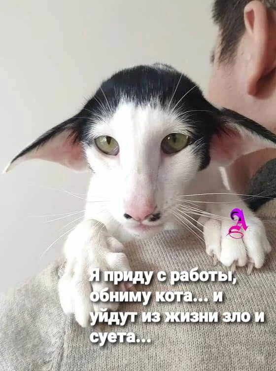 https://max.ru/invista123456