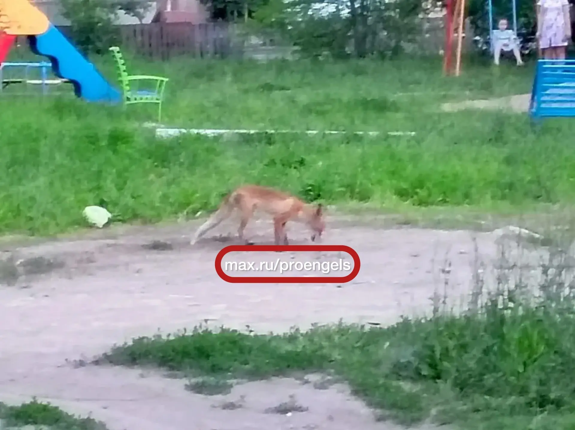 🦊Лису заметили в посёлке Пробуждение

Животное выглядело не лучшим образом: очень худое, людей сове