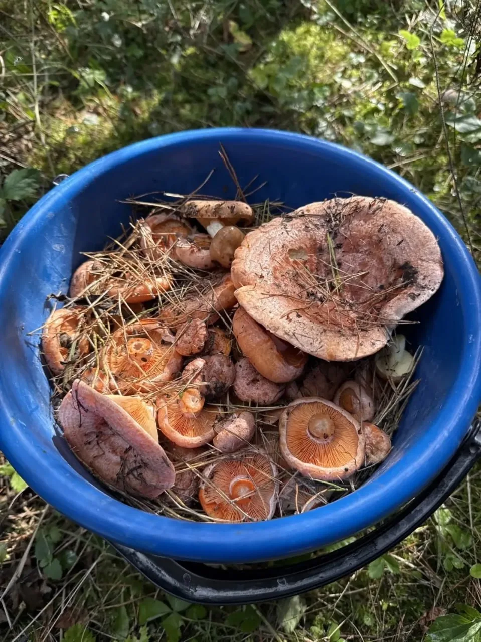 🍄‍🟫Осторожно, фото с запахом!