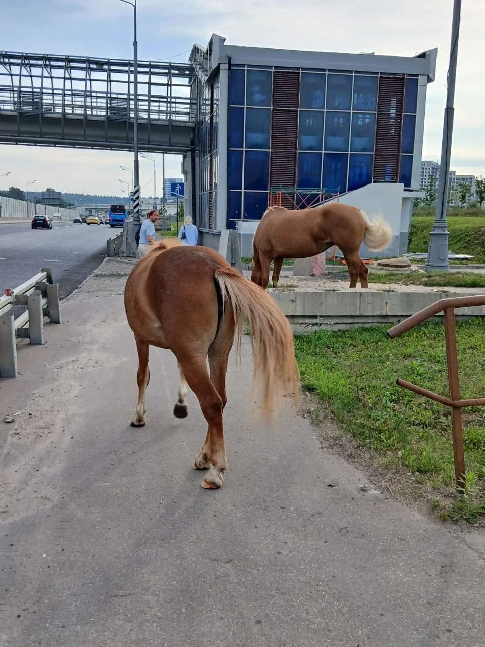 🐴 Кони из Новых Ватутинок вышли за пределы ЖК и разгуливают по дорогам

Автомобилистов просят быть 