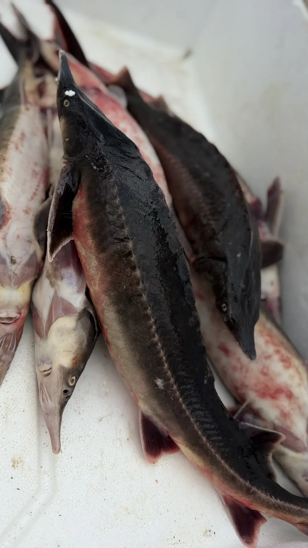 🐟 НУ ЧТО, ВОЛГОГРАД, ПРОБУЕМ МЕСТНУЮ РЫБУ!