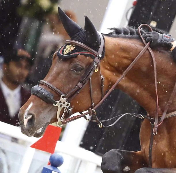 🐎 Алфавит в конном спорте: Буква «Х» — Хакамор!