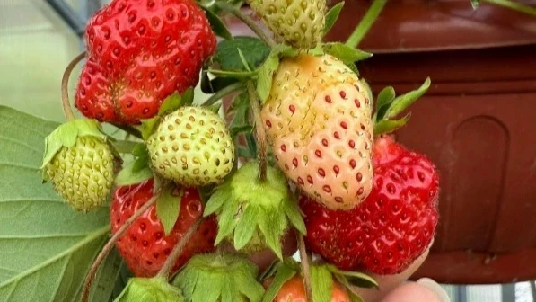 Гниёт клубника от ливней: действуем срочно 🌧🍓

Серая гниль молниеносно распространяется, когда яго