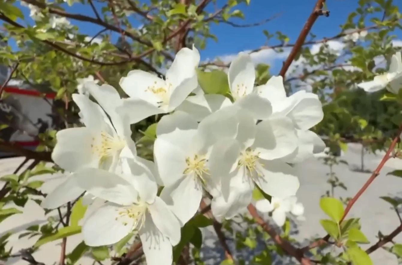 🌸 В Ноябрьске на центральной аллее и у памятного места распустились яблони.

Деревья высадили неско