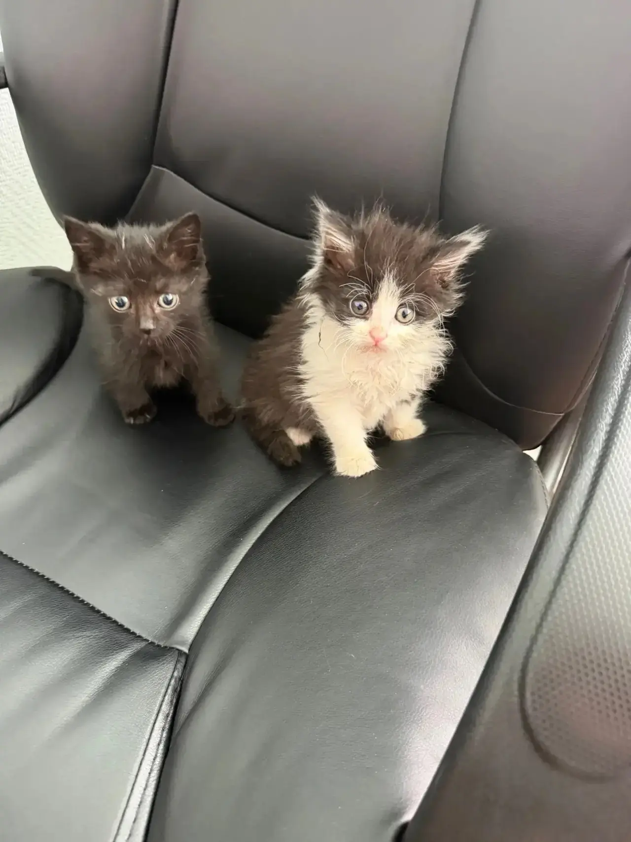 🐾Красивые котята срочно ищут дом. Их нашли на базе спецтехники в Коряжме сотрудники «Э...