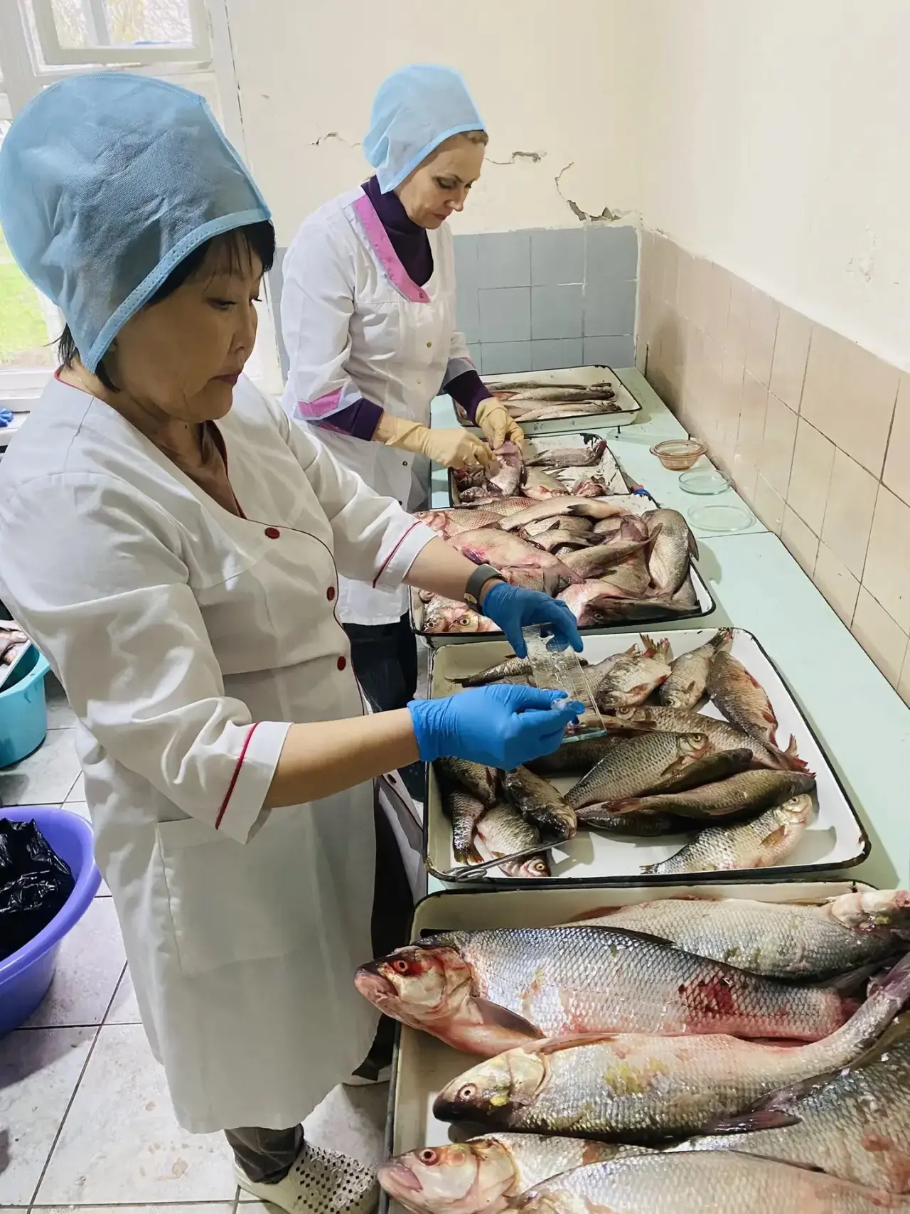 🐟 8 и 9 апреля 2026 года ветеринарные специалисты ГБУ АО «Икрянинская районная ветеринарная станция