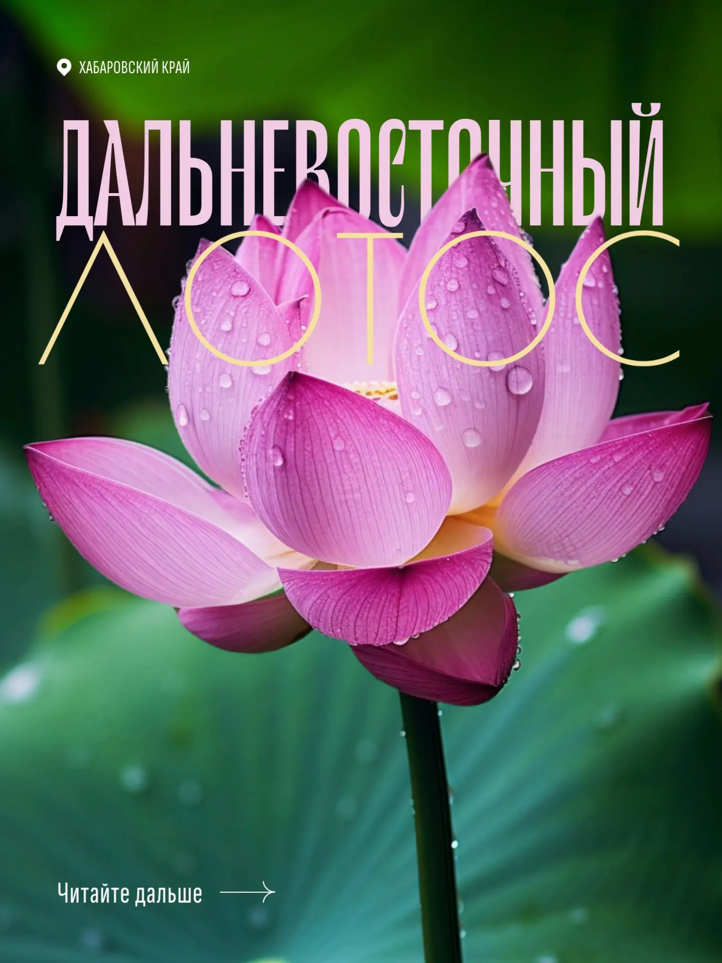 🪷 Чудо Дальнего Востока