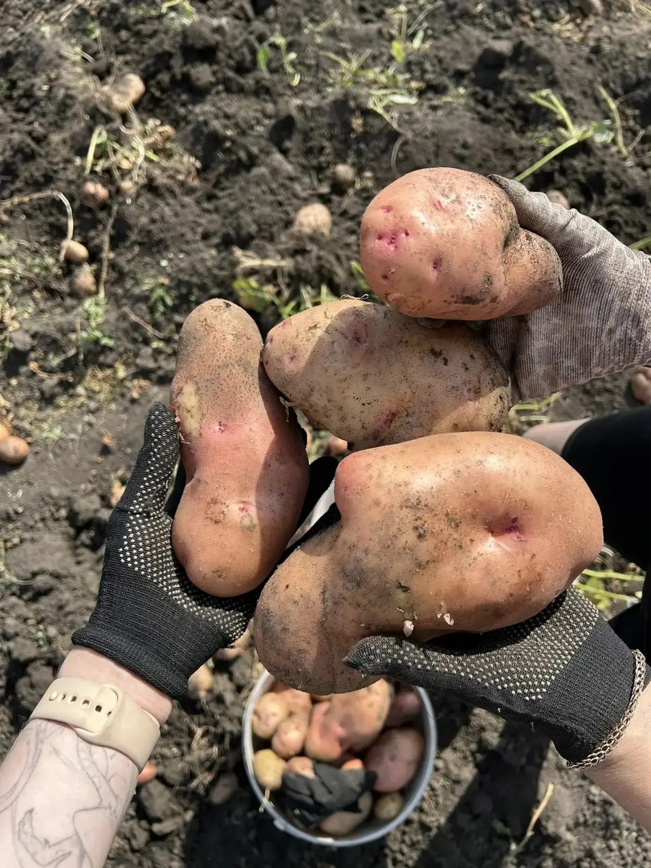 🥔Вайб этих выходных большинства курян: лопата, ведро и хорошая компания