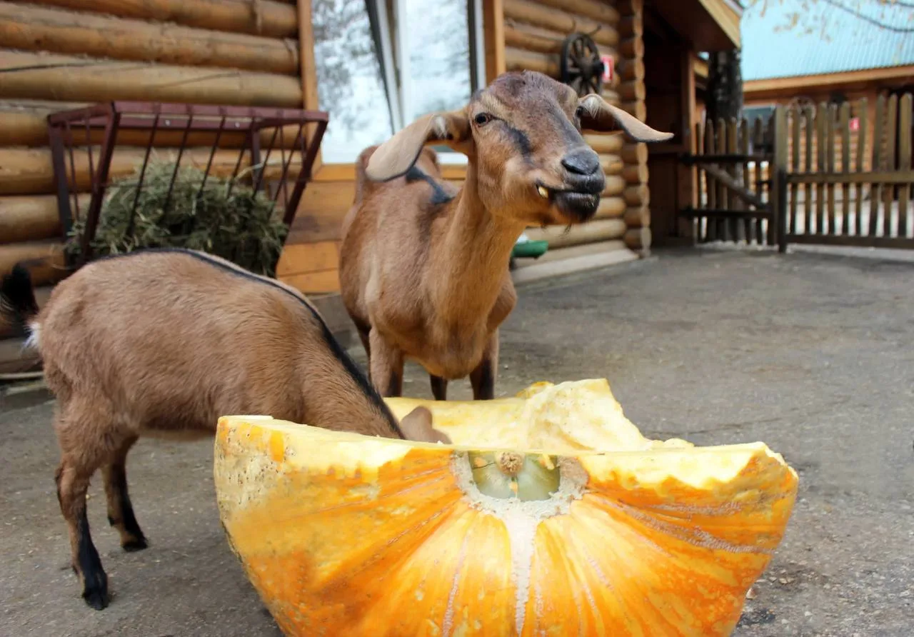 🎃 Нижегородский зоопарк принимает кабачки и тыквы до 11 октября — угостите питомцев да...