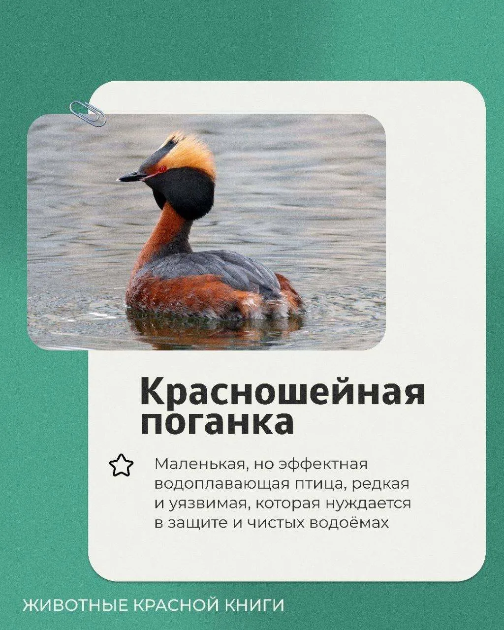 📕Продолжаем рубрику выходного дня «Животные Красной книги». Сегодня расскажем о красно...
