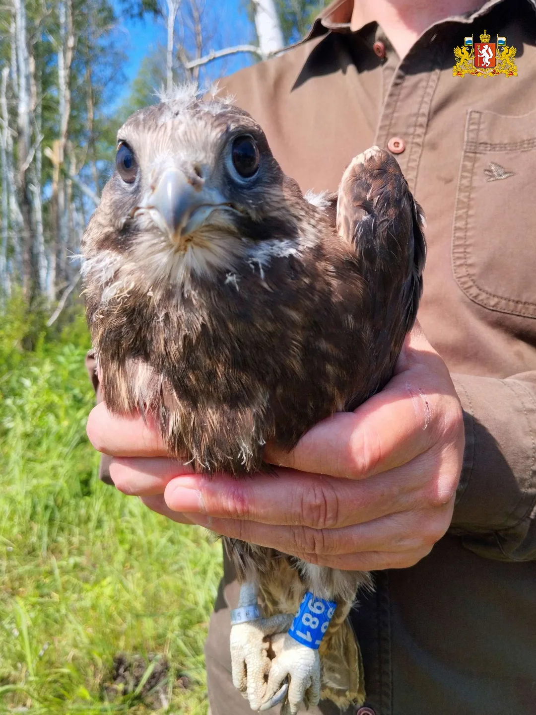 🦅 Птенцов краснокнижных соколов-балобанов выпустили в лесах Каменском районе для восст...